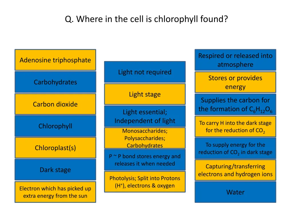 q where in the cell is chlorophyll found