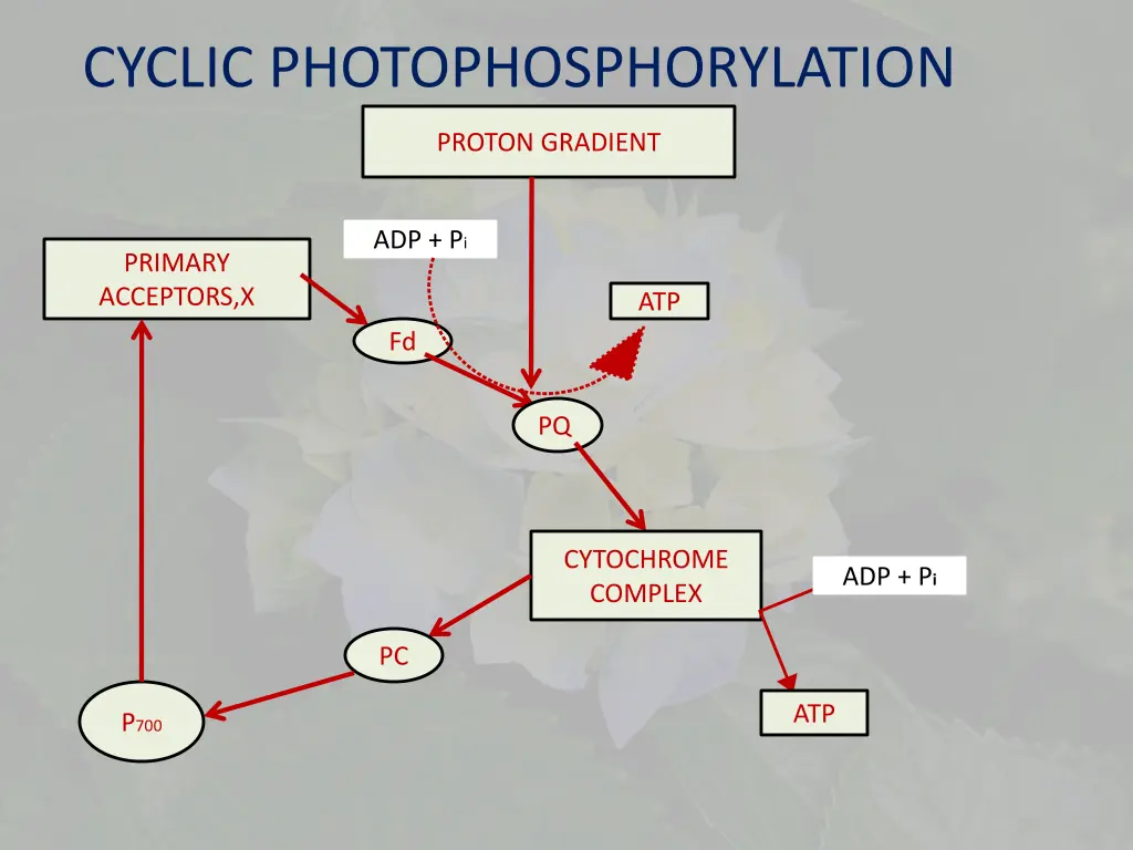 cyclic photophosphorylation