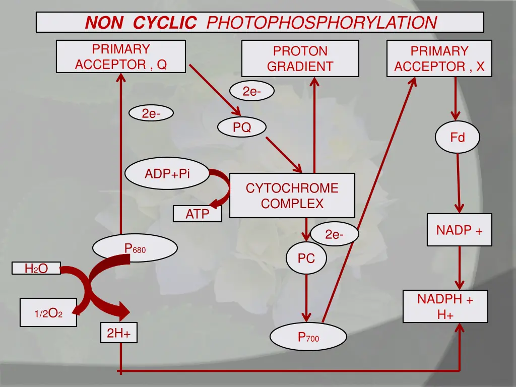 non cyclic photophosphorylation