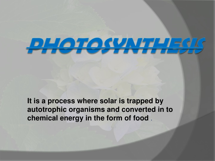 photosynthesis