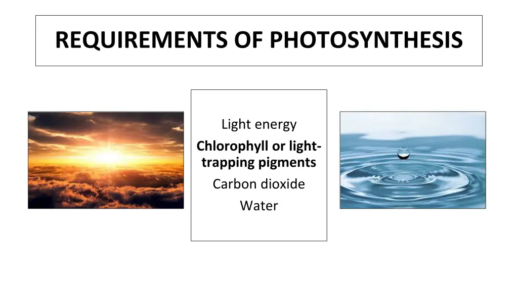 requirements of photosynthesis