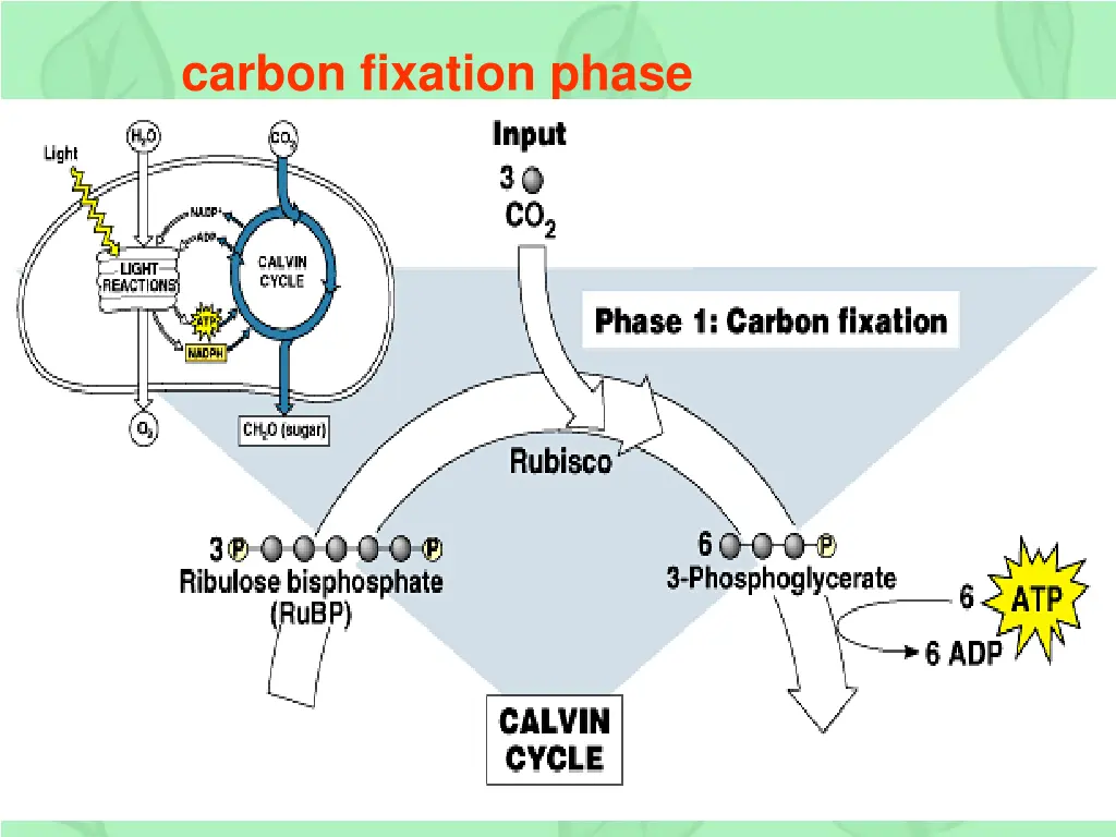 carbon fixation phase