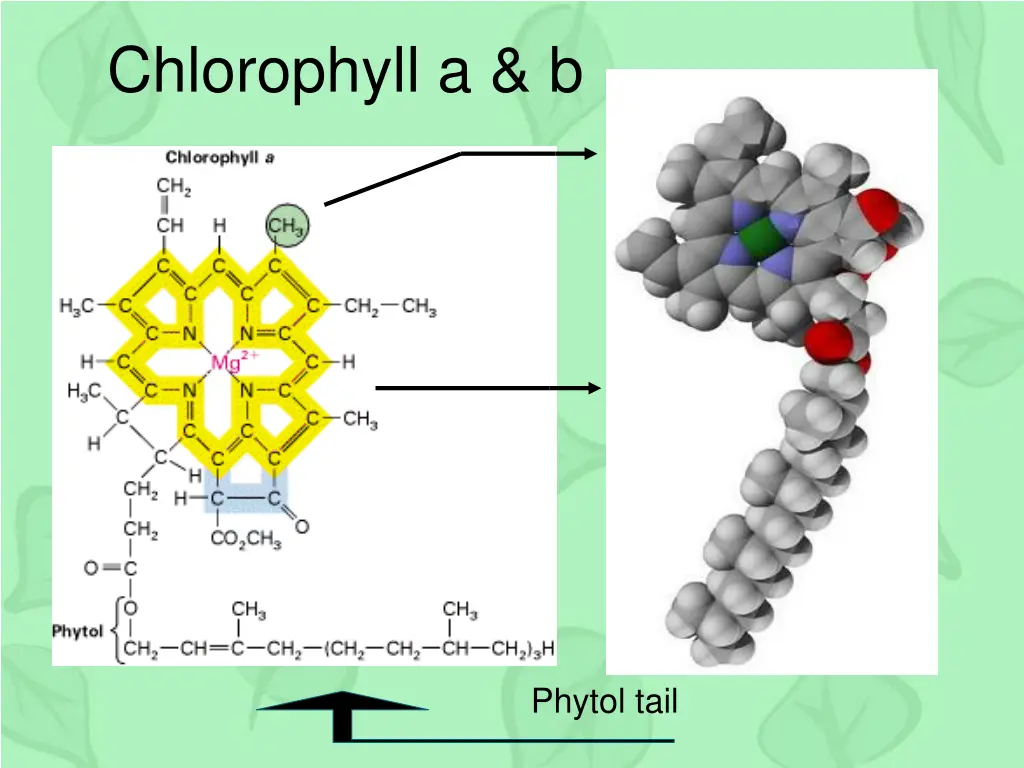 chlorophyll a b