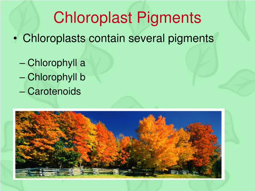 chloroplast pigments