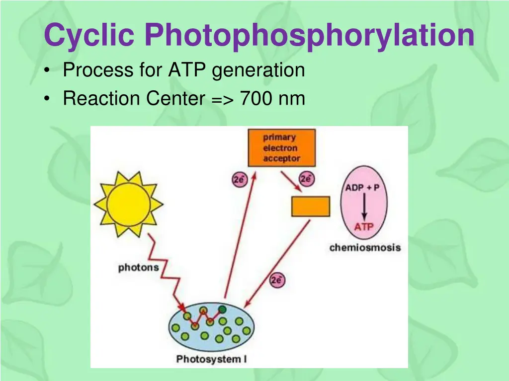 cyclic photophosphorylation process