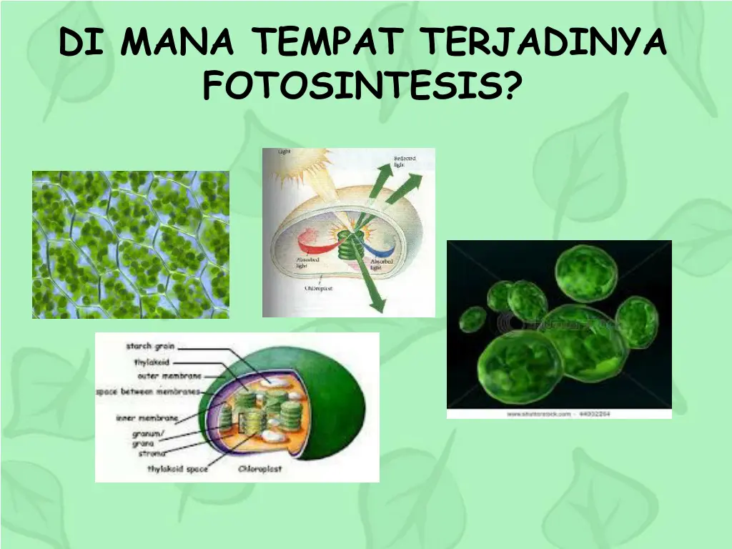 di mana tempat terjadinya fotosintesis