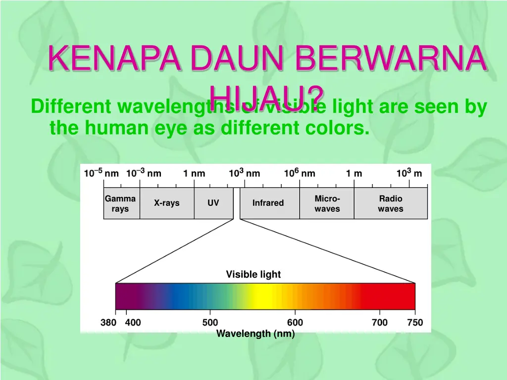 kenapa daun berwarna hijau