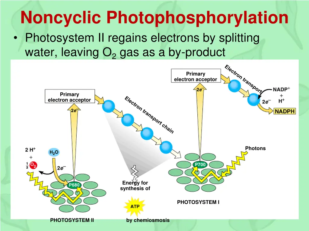 noncyclic photophosphorylation photosystem