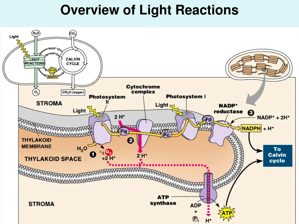 overview of light reactions