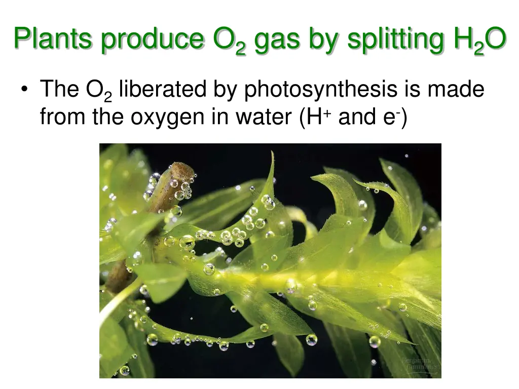 plants produce o 2 gas by splitting h 2 o