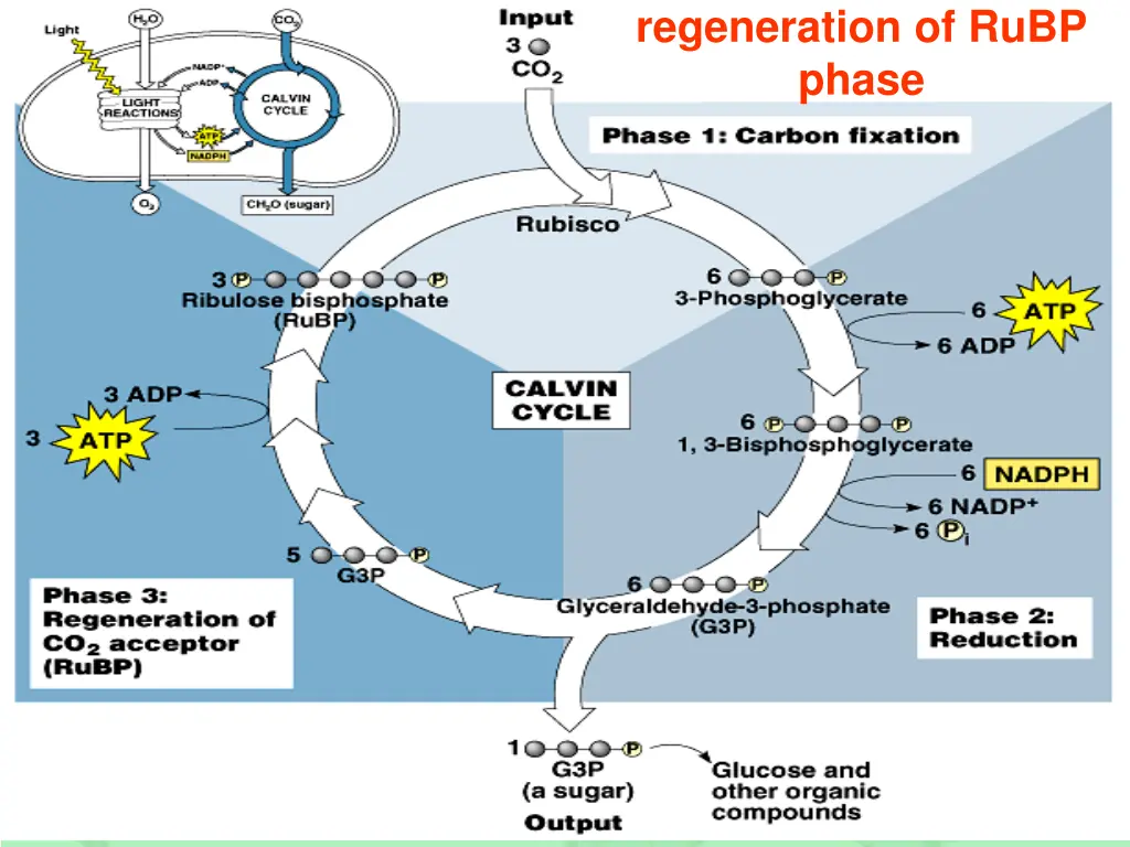 regeneration of rubp phase