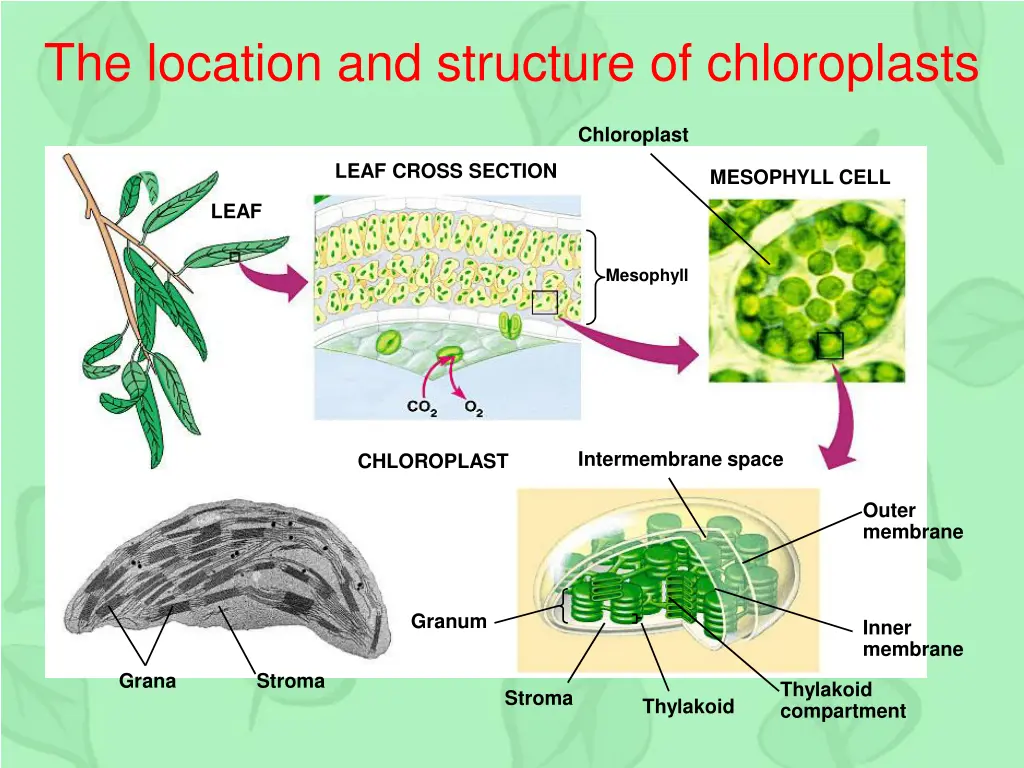 the location and structure of chloroplasts