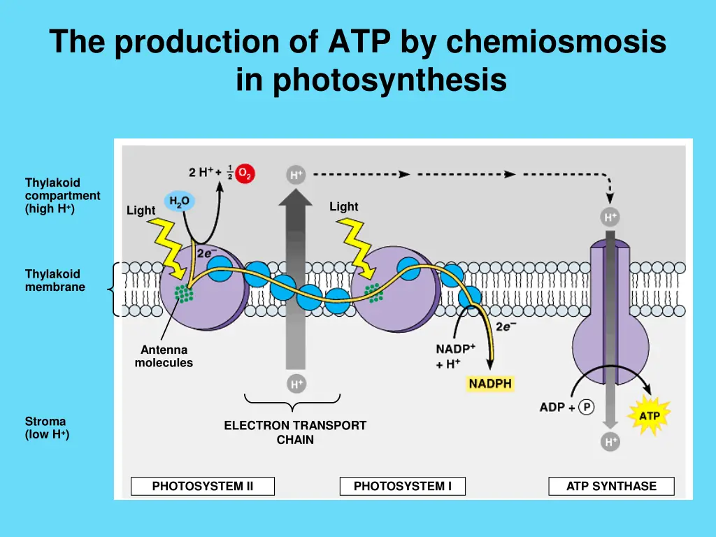 the production of atp by chemiosmosis