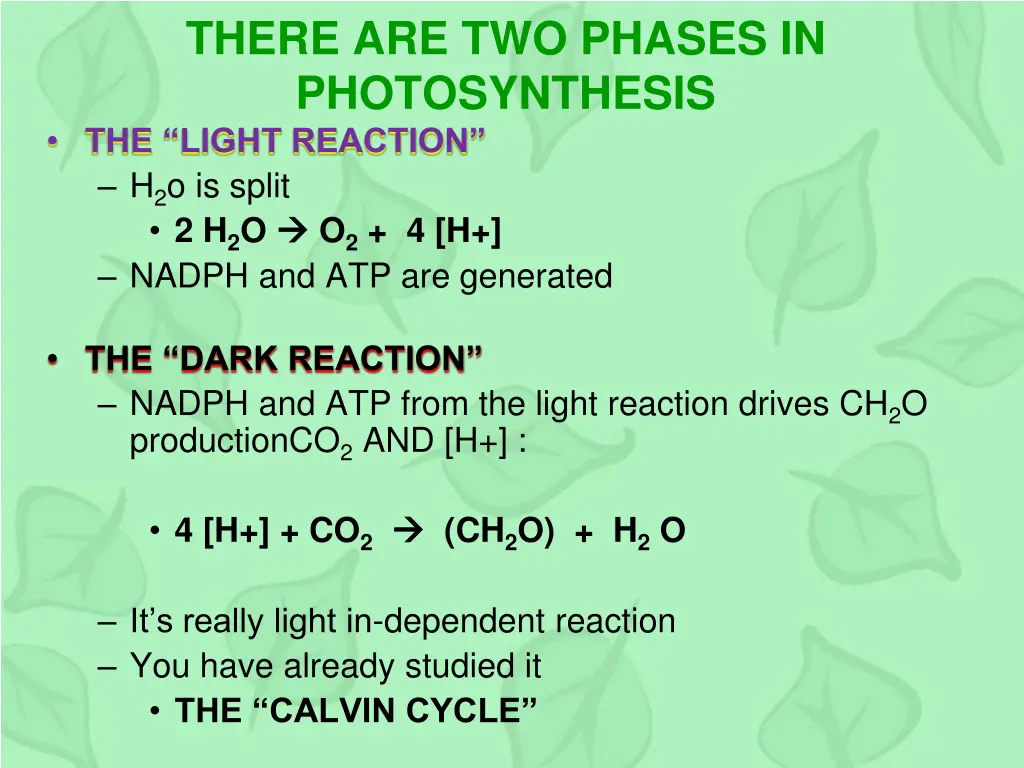 there are two phases in photosynthesis the light