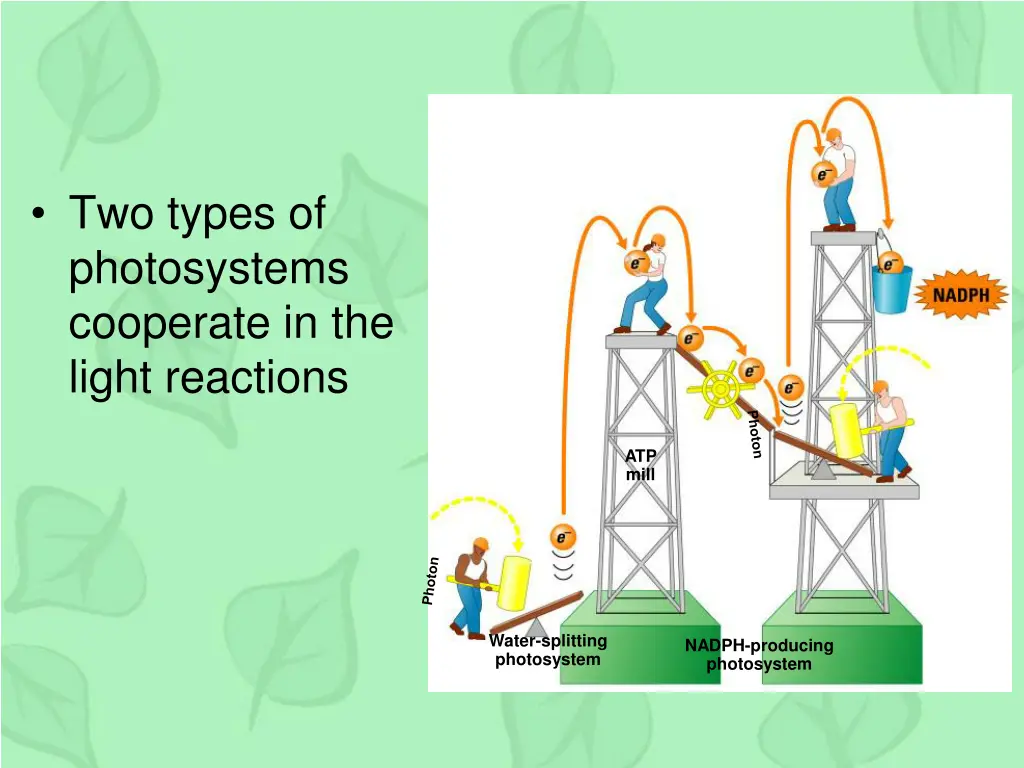 two types of photosystems cooperate in the light