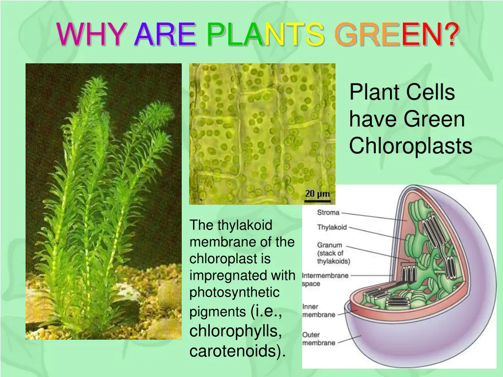 why are plants green