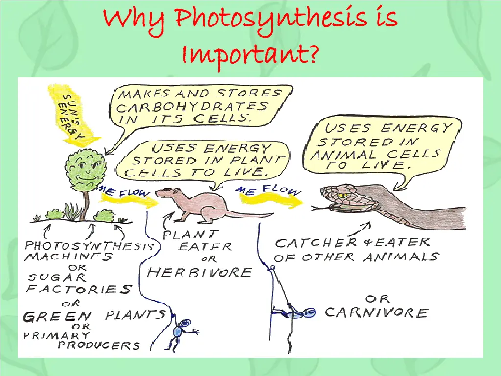 why photosynthesis is why photosynthesis