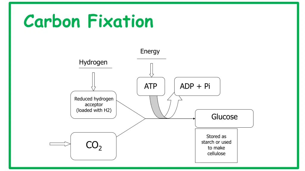 carbon fixation 1