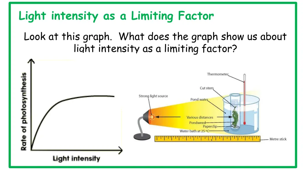 light intensity as a limiting factor