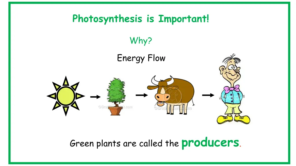 photosynthesis is important