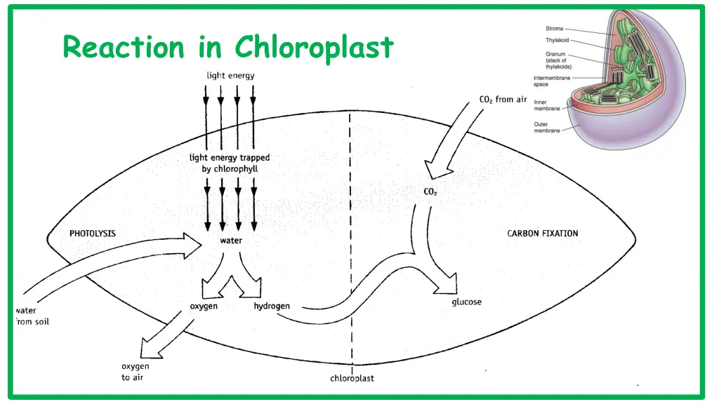 reaction in chloroplast