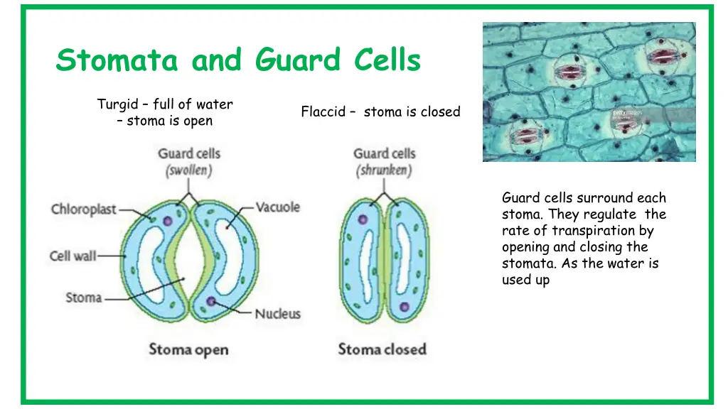 stomata and guard cells