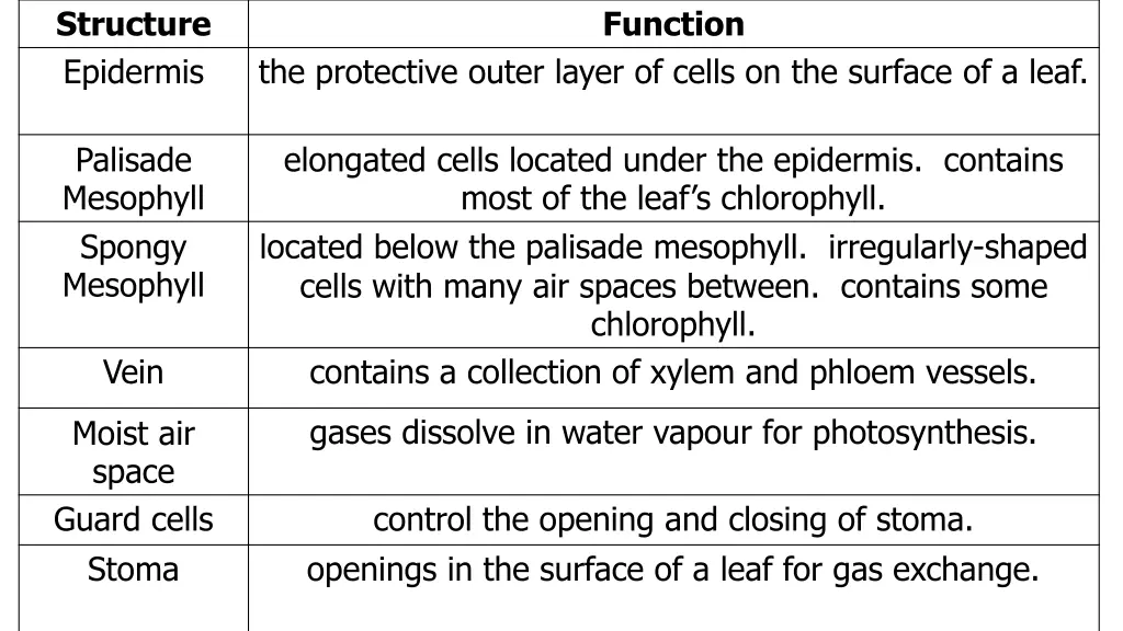 structure epidermis