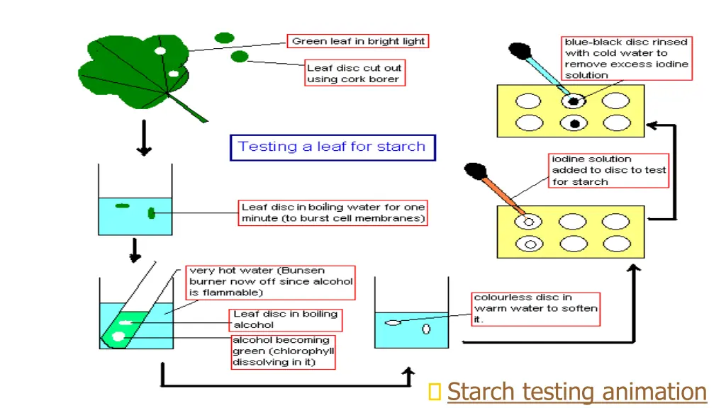 testing for starch