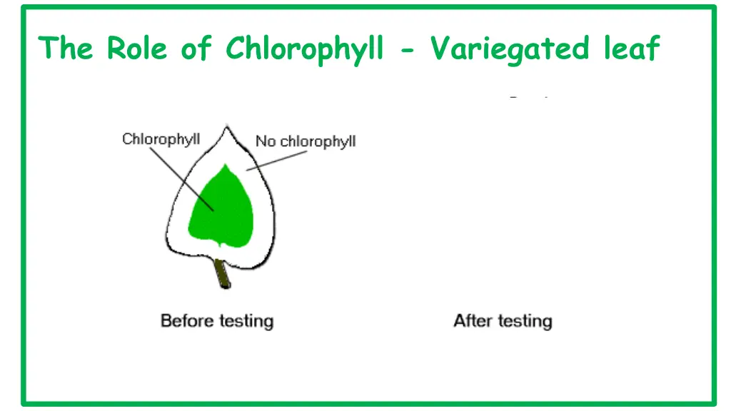 the role of chlorophyll variegated leaf