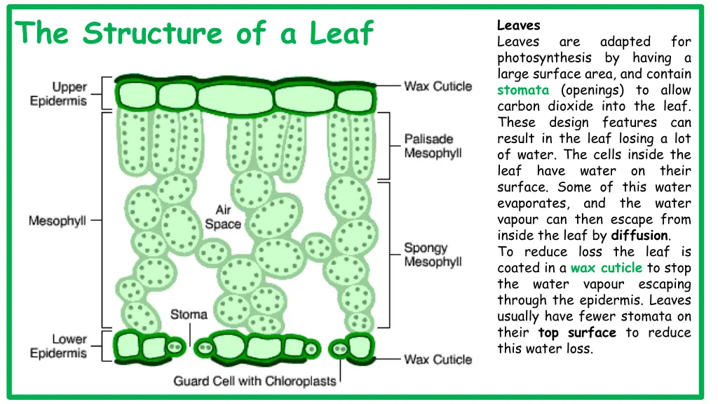 the structure of a leaf