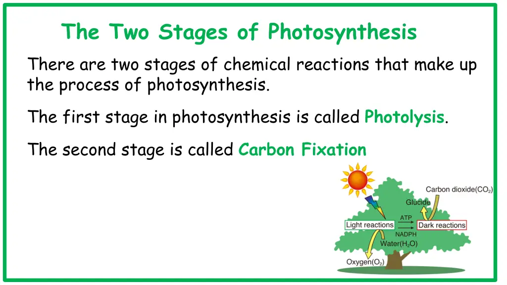 the two stages of photosynthesis there