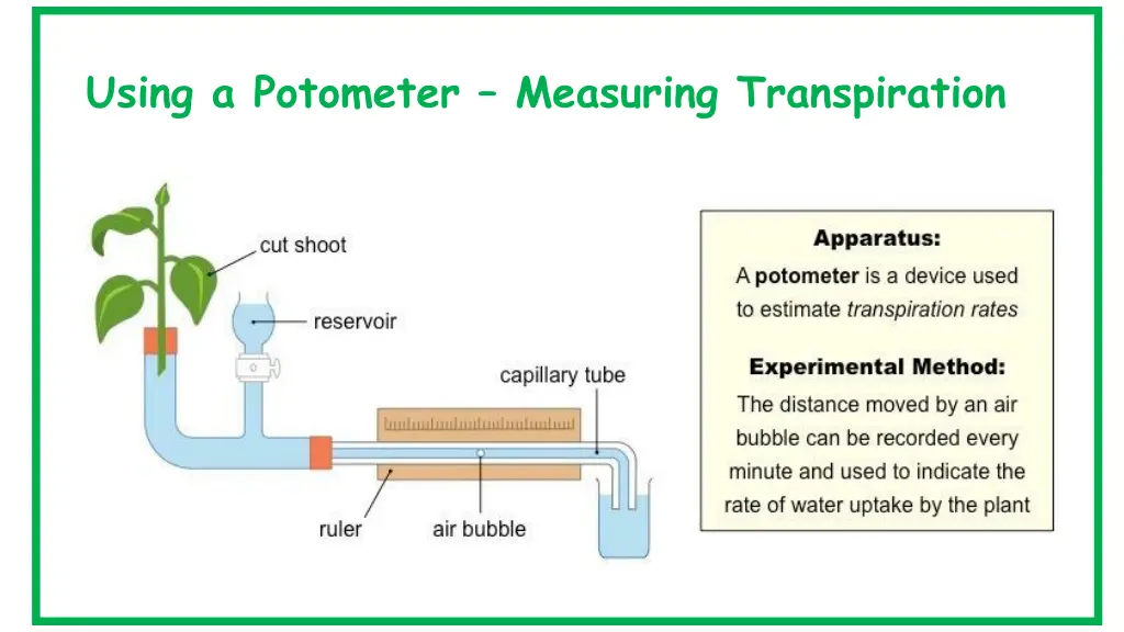 using a potometer measuring transpiration