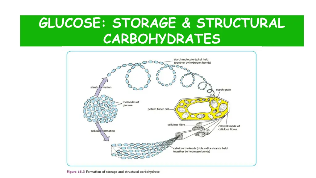 glucose storage structural carbohydrates