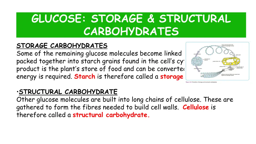 glucose storage structural carbohydrates storage