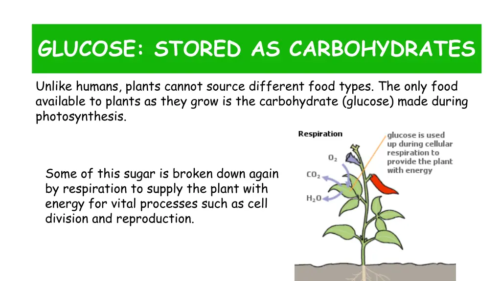 glucose stored as carbohydrates