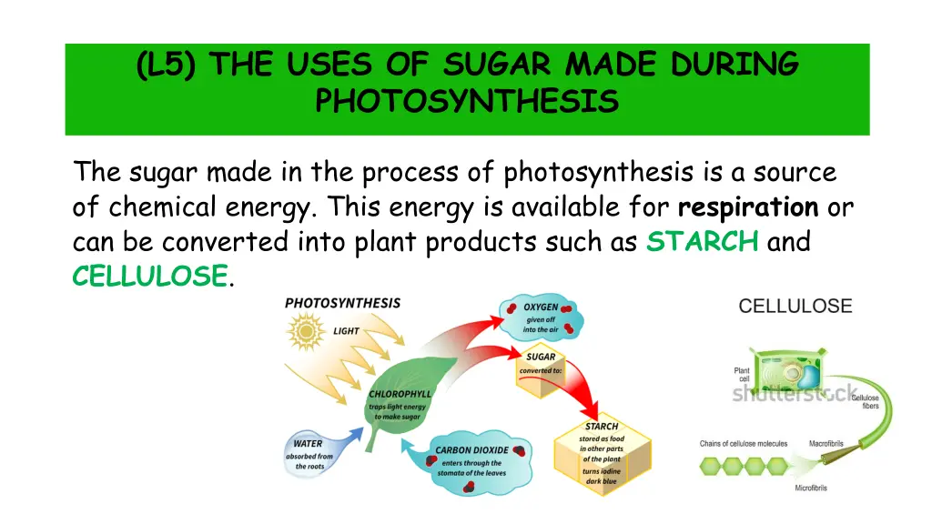 l5 the uses of sugar made during photosynthesis