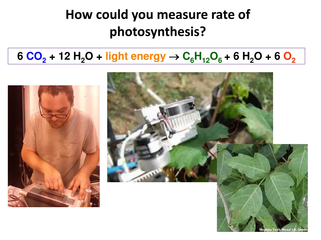 how could you measure rate of photosynthesis