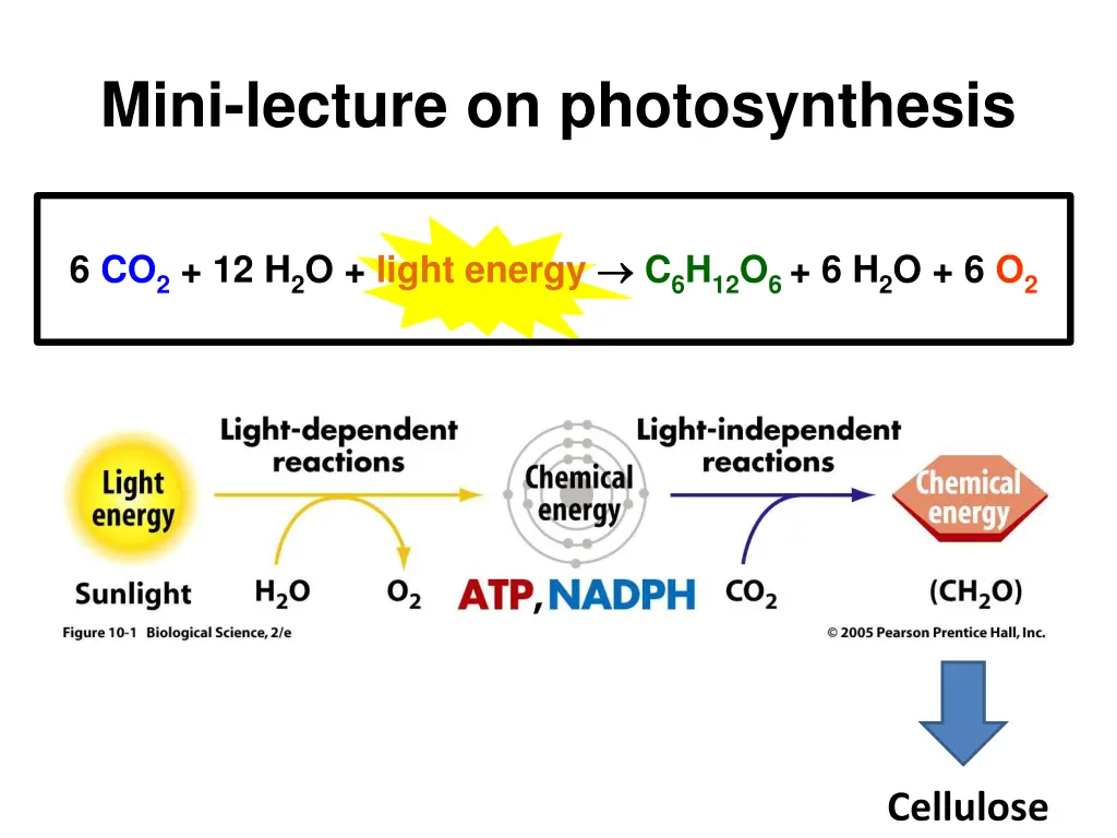 mini lecture on photosynthesis