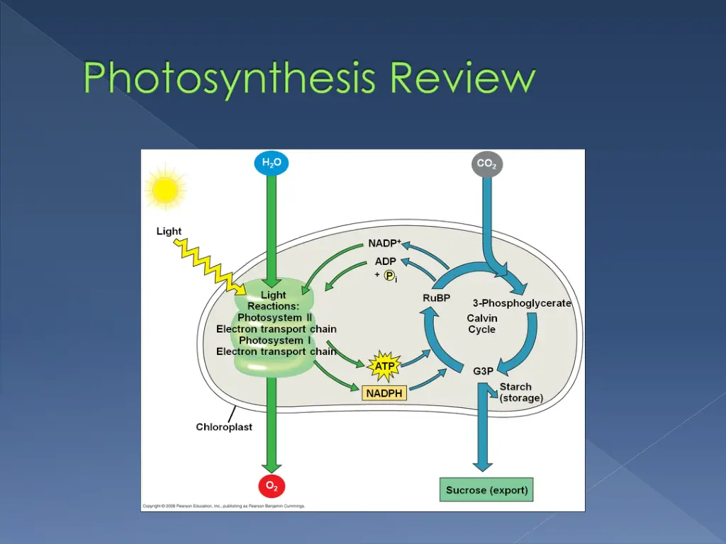 photosynthesis review