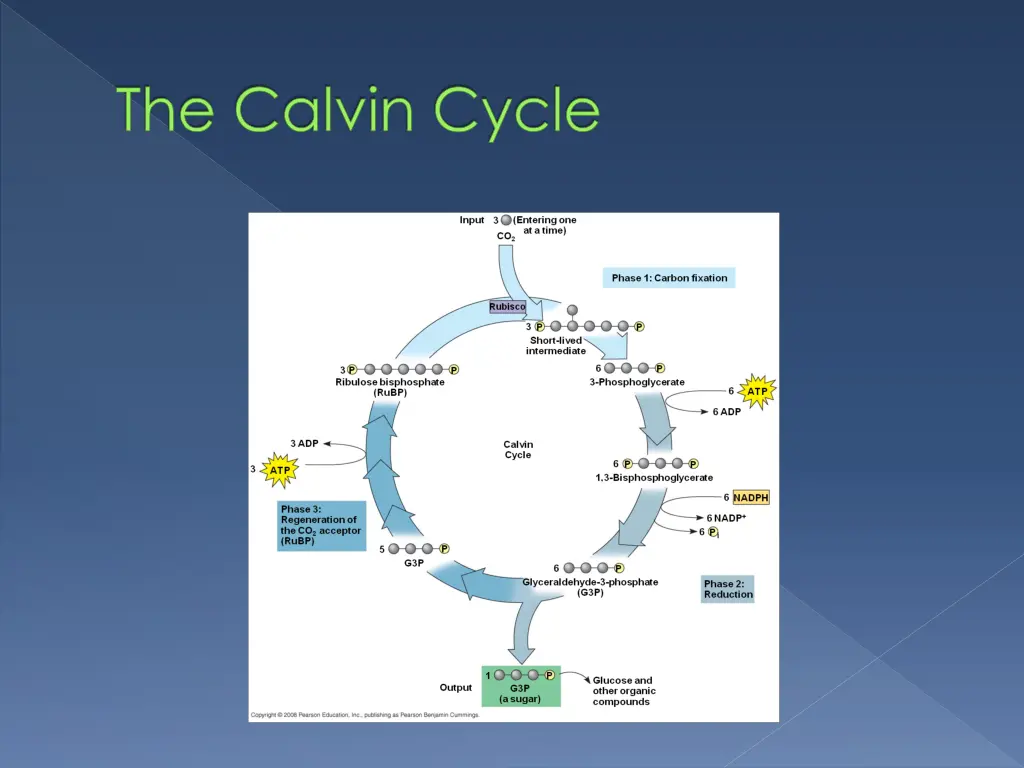 the calvin cycle 1