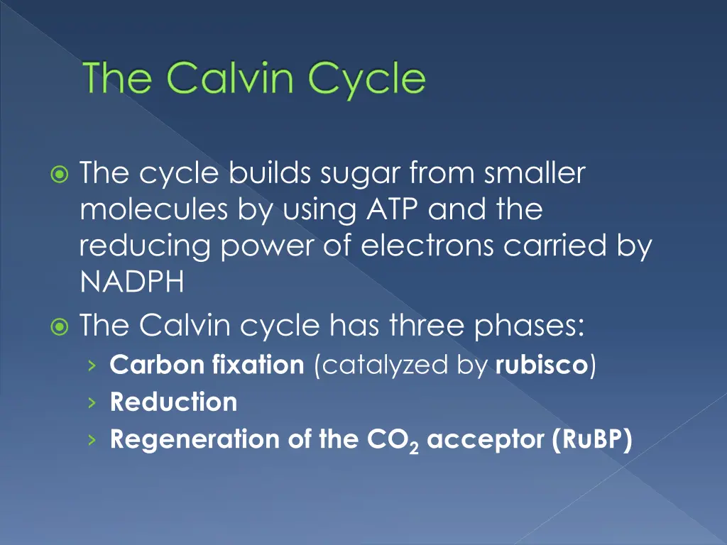 the calvin cycle