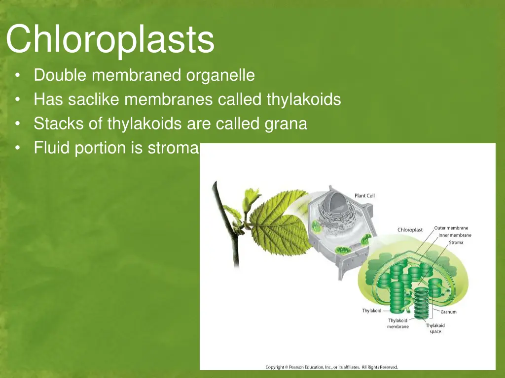 chloroplasts double membraned organelle