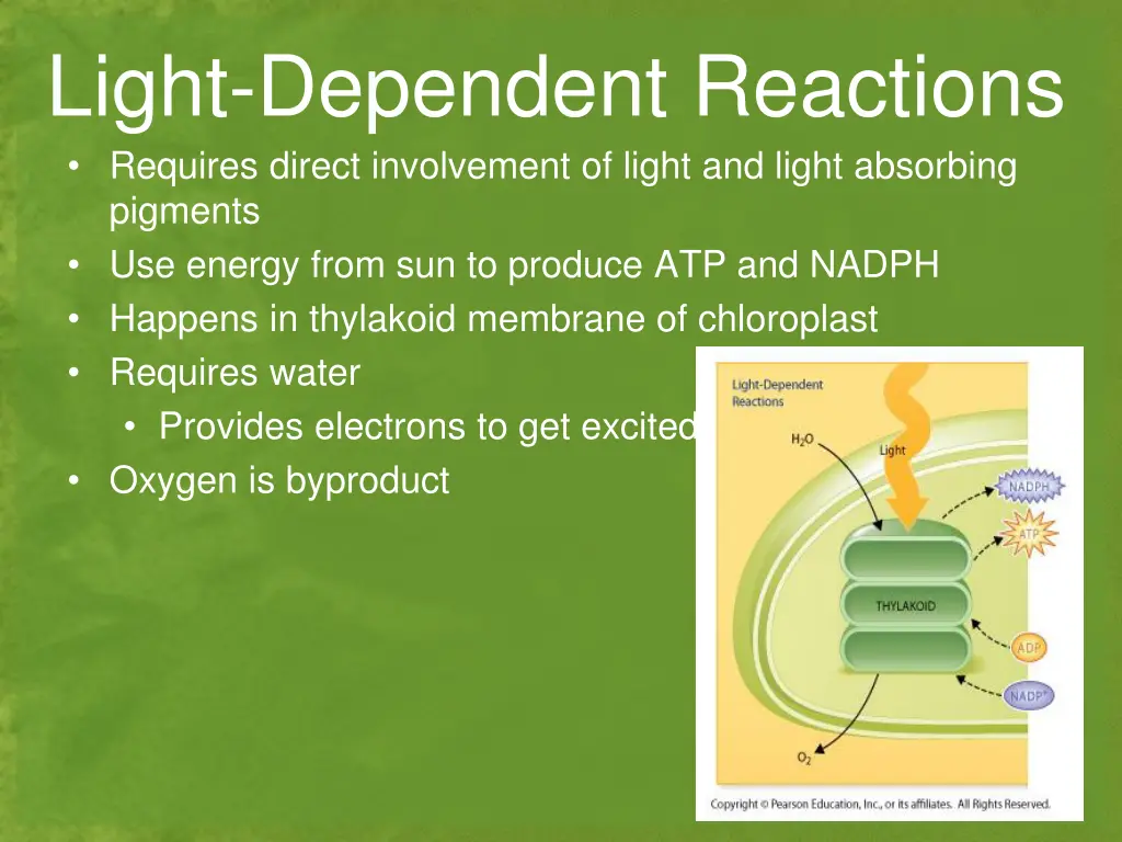 light dependent reactions requires direct