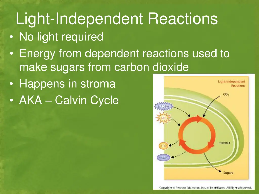 light independent reactions no light required