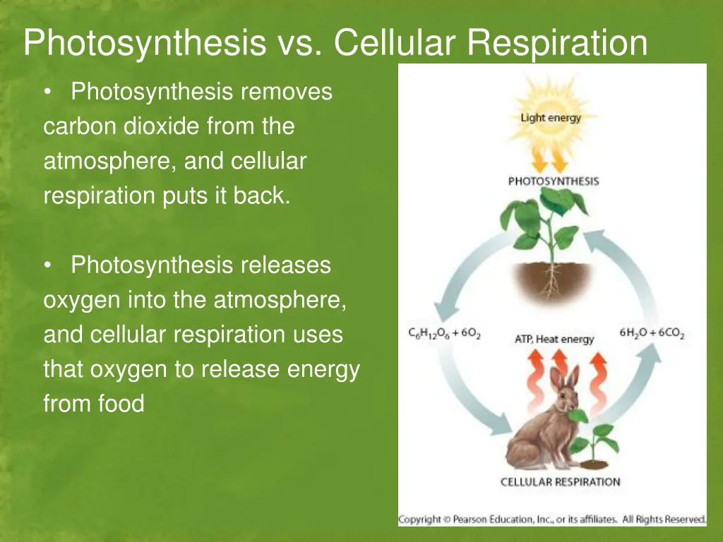 photosynthesis vs cellular respiration