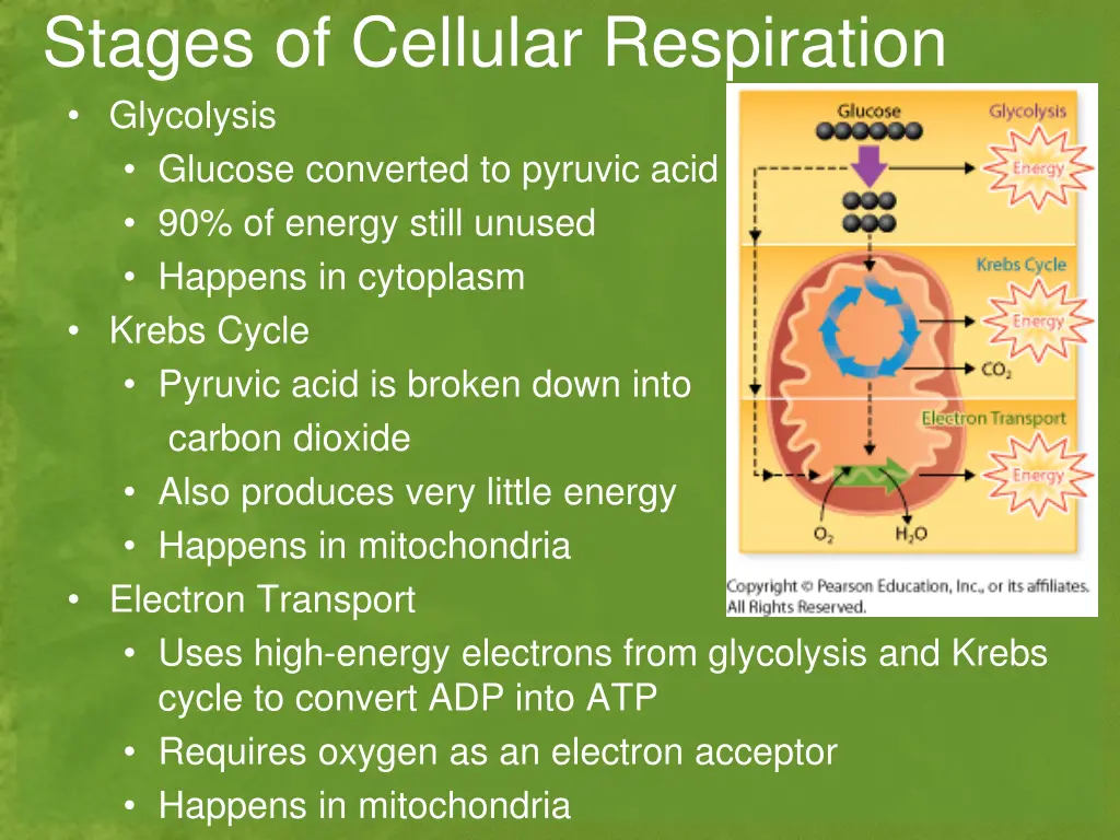 stages of cellular respiration glycolysis glucose