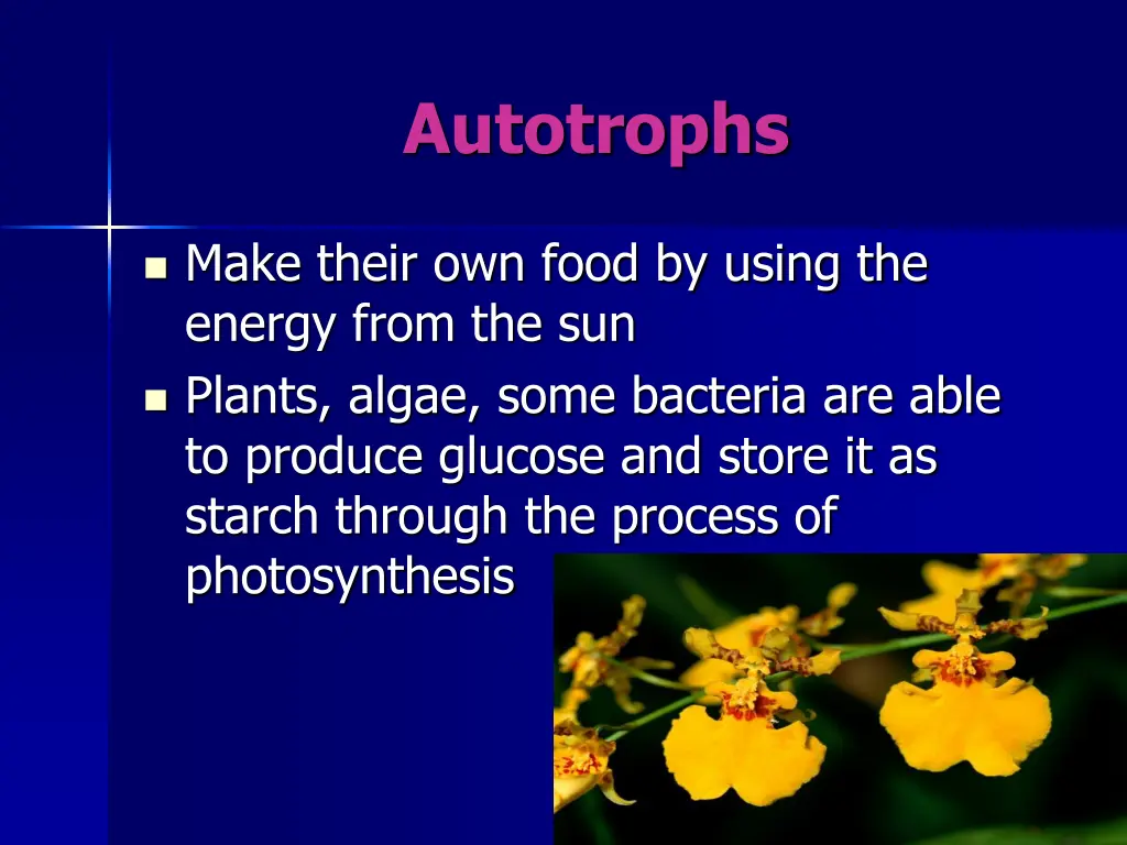 autotrophs