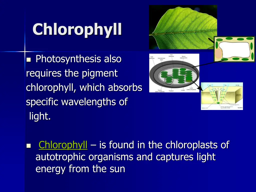 chlorophyll