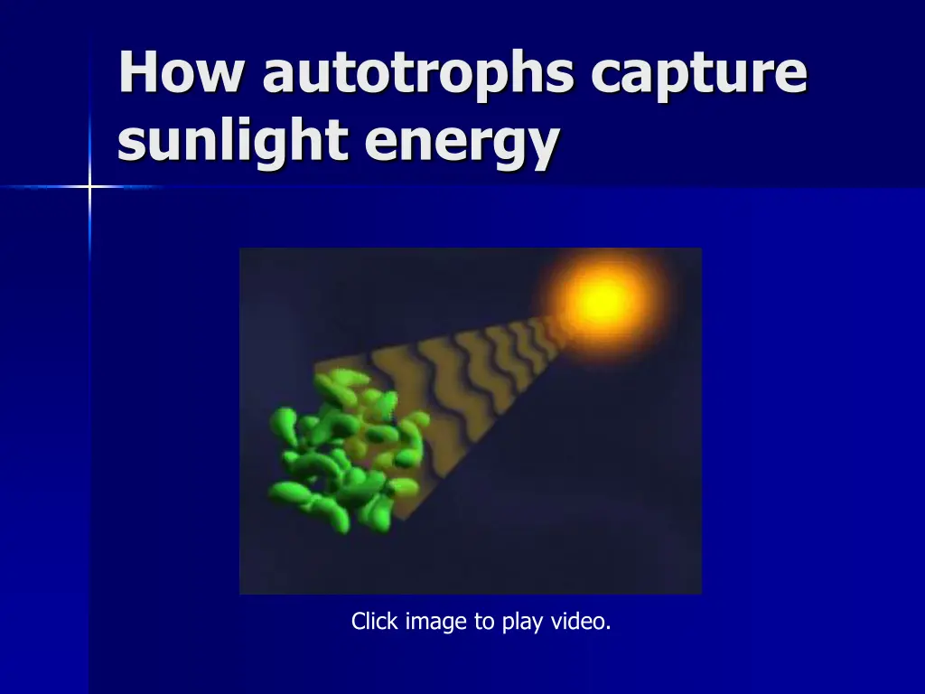 how autotrophs capture sunlight energy