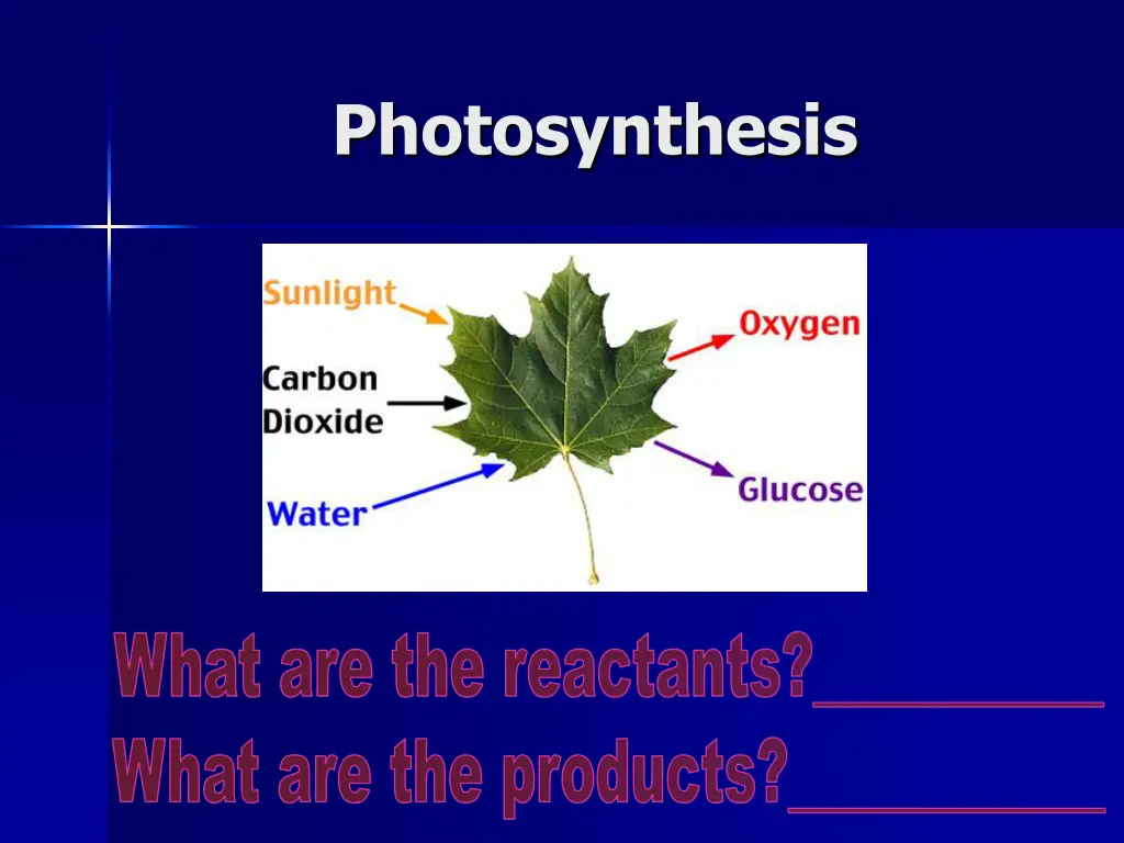 photosynthesis 1